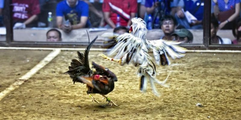 8kbet456 qq88 bắn cá