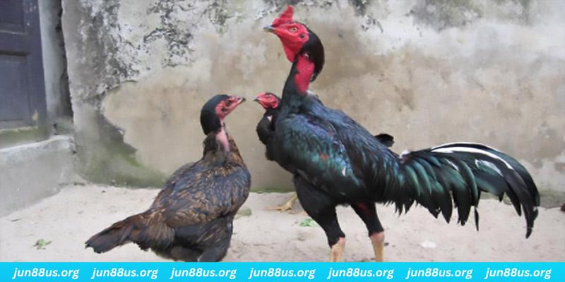 8kbet456 casino hồ tràm có cho người việt vào không